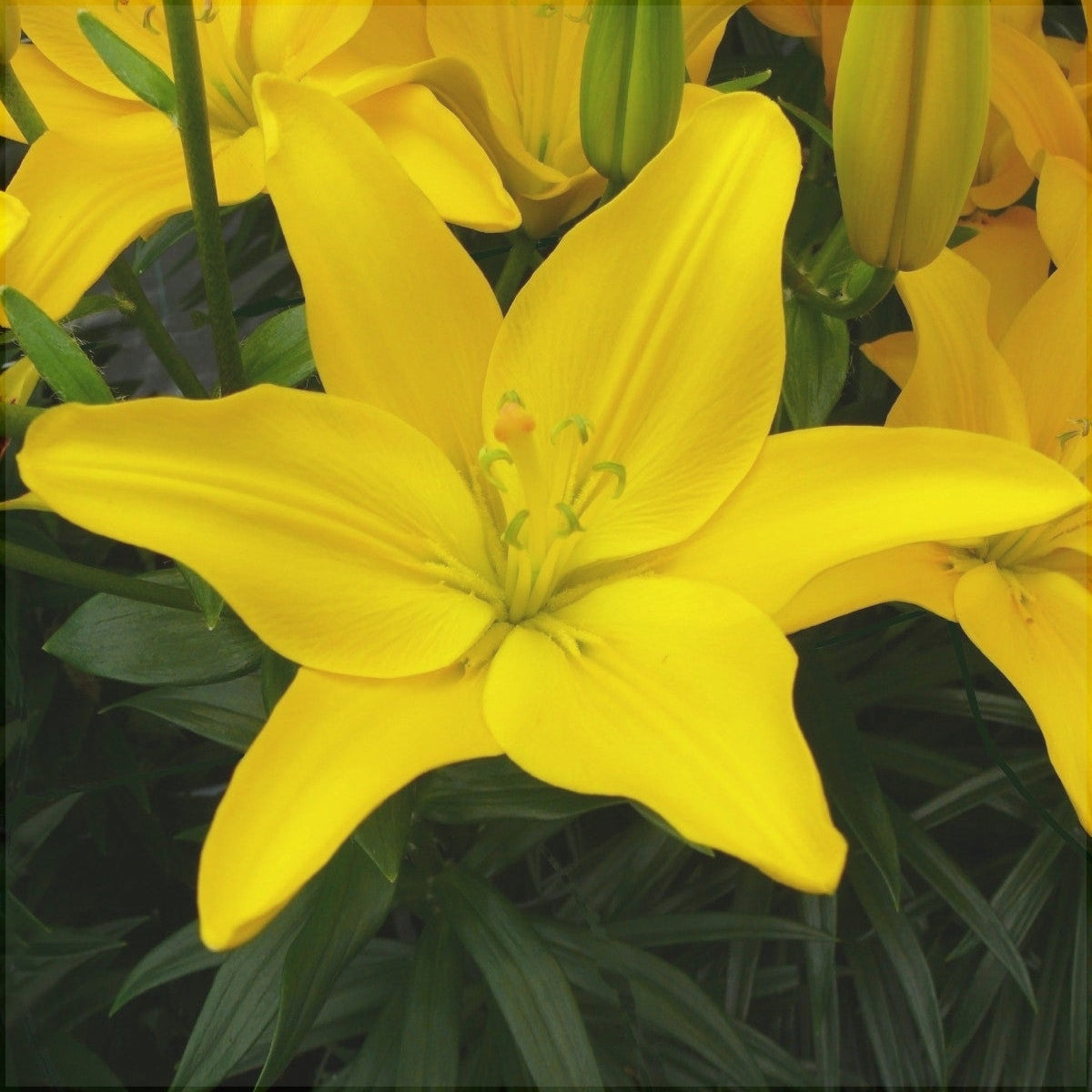 Bulbi de Crini "Easy Sun", 1 Bucata