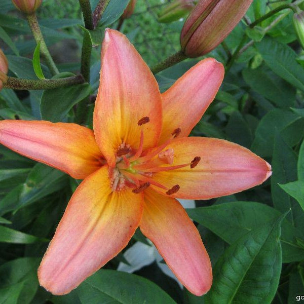 Bulbi de Crini "Forever Marjolein", 1 Bucata
