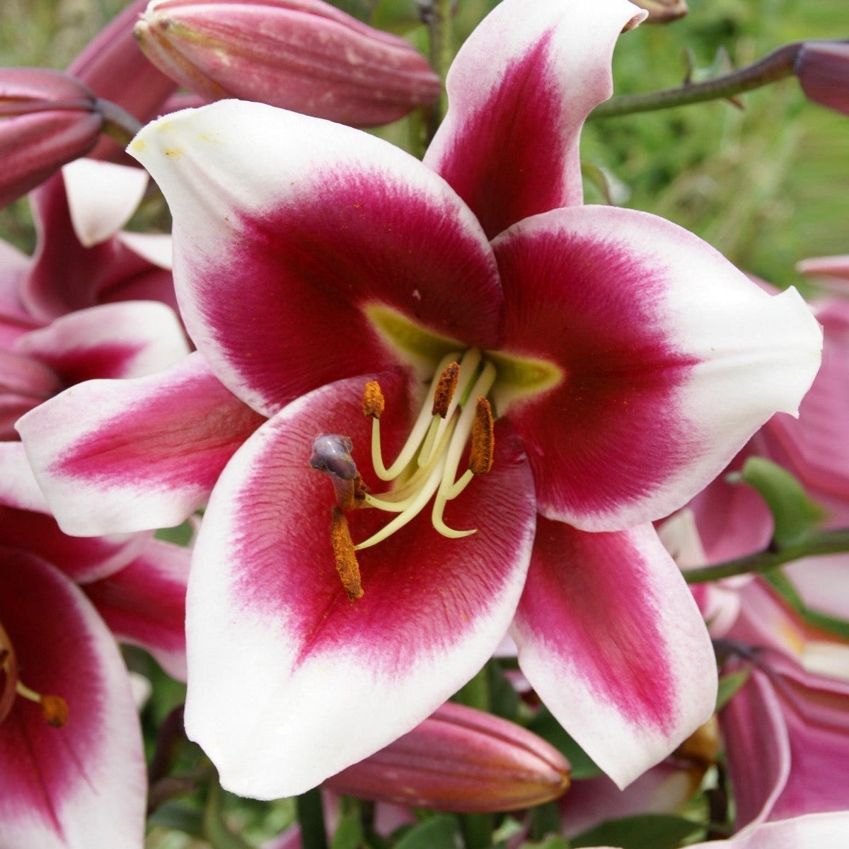 Bulbi de Crini "Friso", 1 Bucata