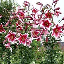 Bulbi de Crini "Friso", 1 Bucata