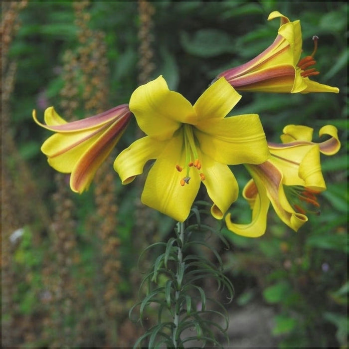 Bulbi de Crini "Golden Splendor", 1 Bucata
