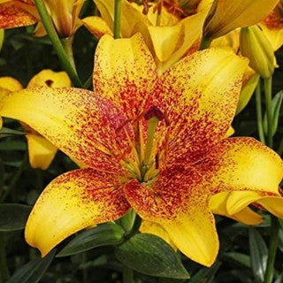 Bulbi de Crini "Golden Ston", 1 Bucata