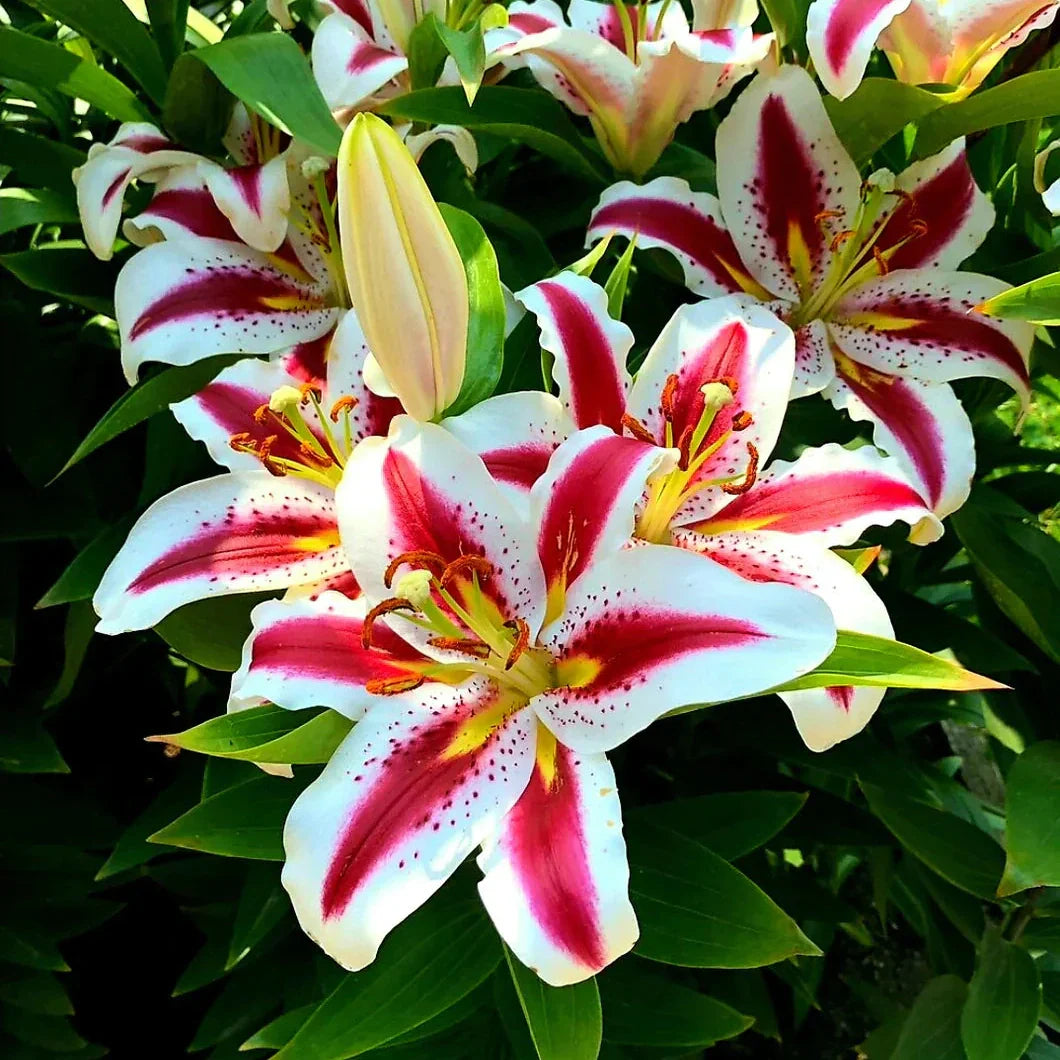 Bulbi de Crini "Hachi", 1 Bucata