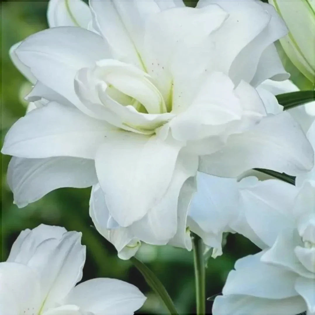 Bulbi de Crini "Lotus Beauty", 1 Bucata