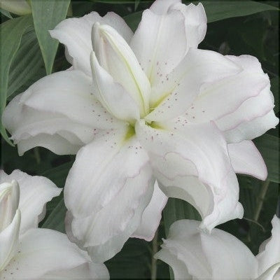 Bulbi de Crini "Lotus Beauty", 1 Bucata