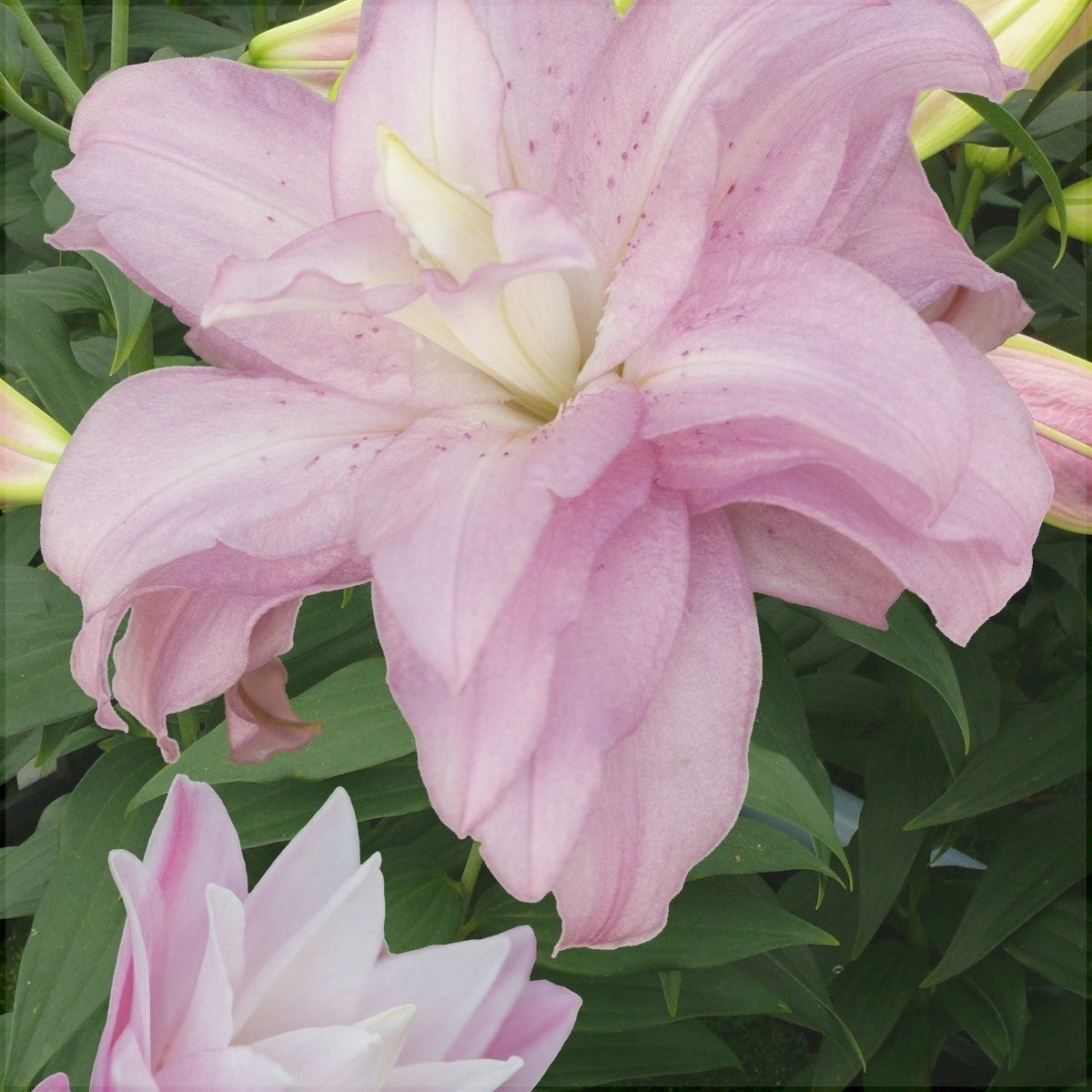 Bulbi de Crini "Lotus Spring", 1 Bucata