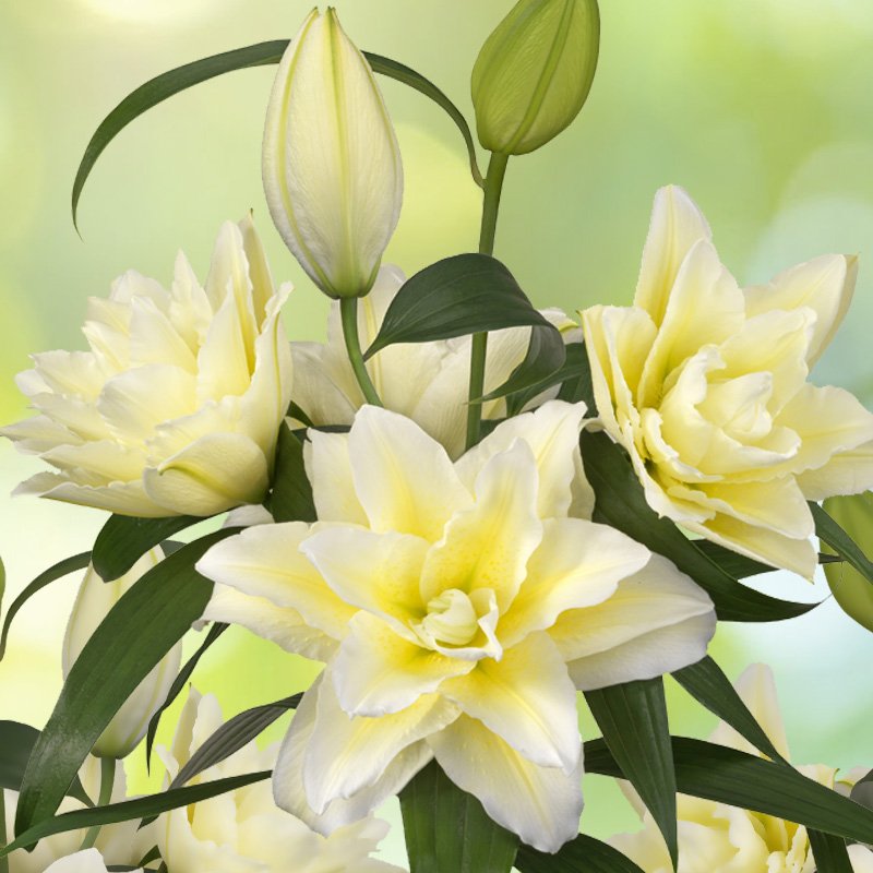 Bulbi de Crini "Ludwina", 1 Bucată