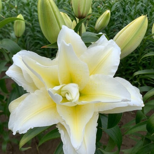 Bulbi de Crini "Ludwina", 1 Bucată