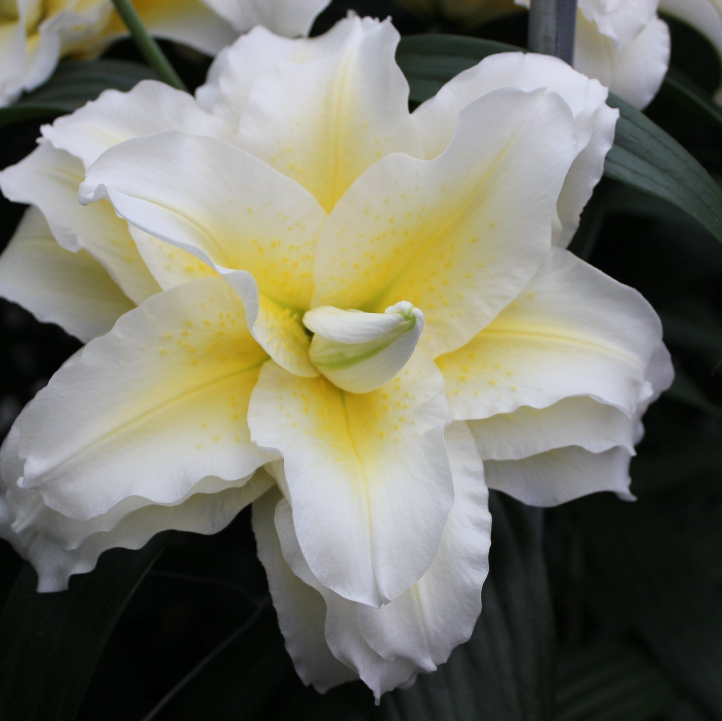 Bulbi de Crini "Ludwina", 1 Bucată