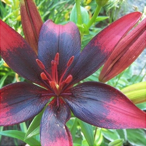 Bulbi de Crini "Olina", 1 Bucata