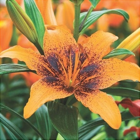 Bulbi de Crini "Orange Art", 1 Bucata