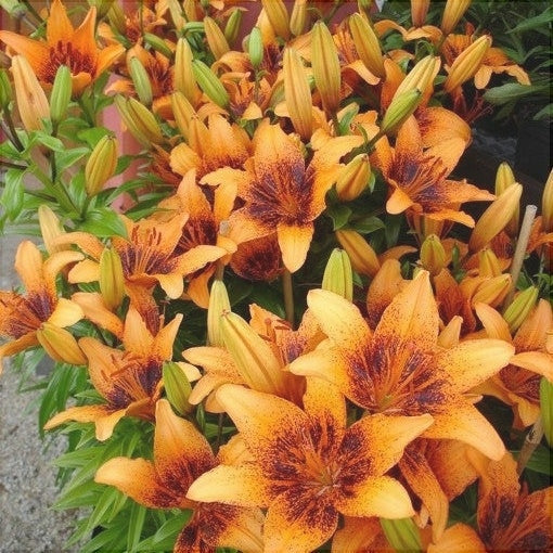 Bulbi de Crini "Orange Art", 1 Bucata