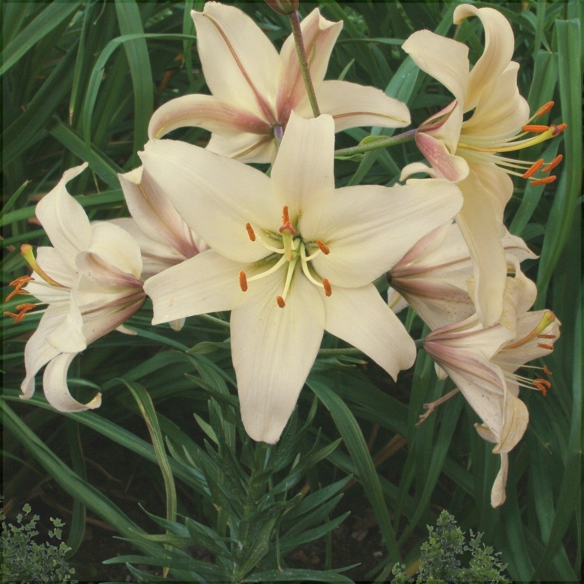 Bulbi de Crini "Pearl Frances", 1 Bucata