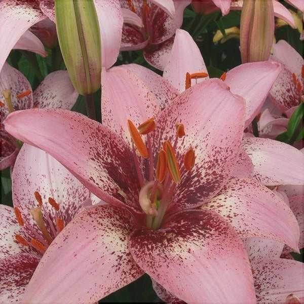 Bulbi de Crini "Pink Pixels", 1 Bucata
