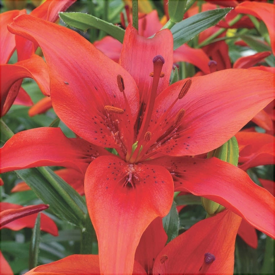 Bulbi de Crini "Red County", 1 Bucata