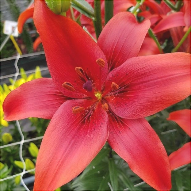 Bulbi de Crini "Red County", 1 Bucata