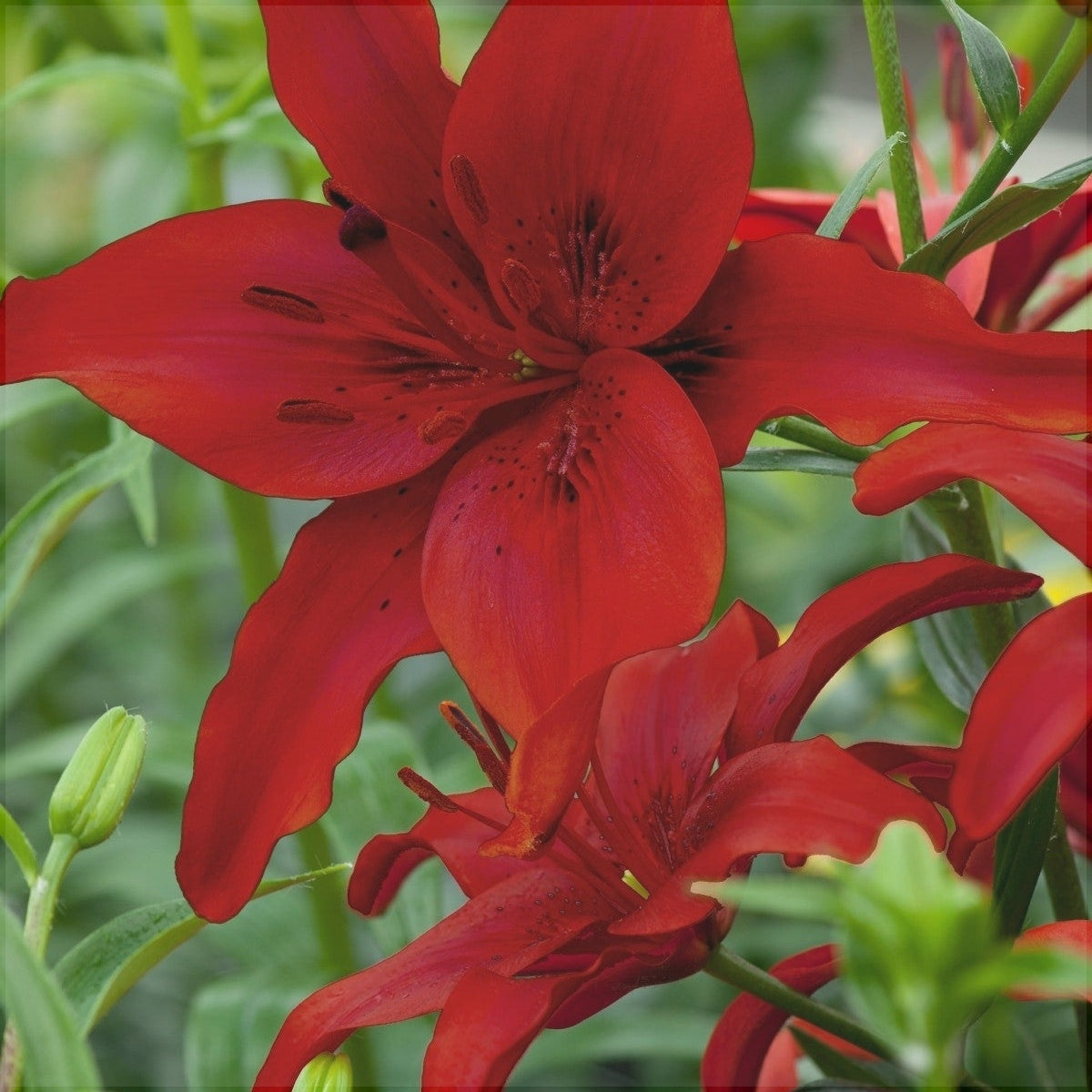 Bulbi de Crini "Red County", 1 Bucata