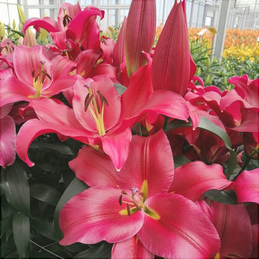 Bulbi de Crini "Red desire", 1 Bucata