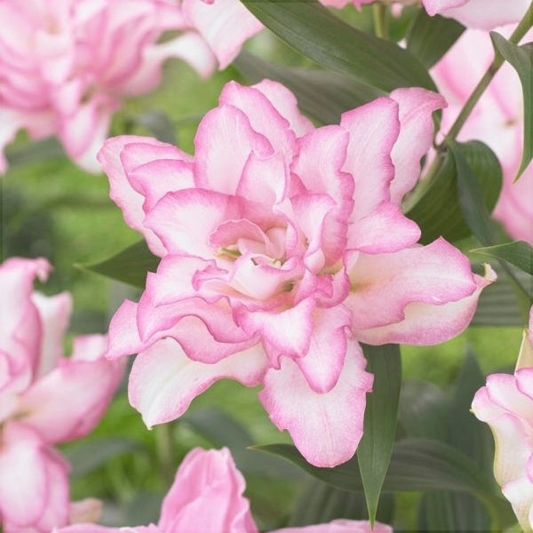 Bulbi de Crini "Roselily Anouska", 1 Bucata