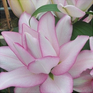 Bulbi de Crini "Roselily Anouska", 1 Bucata