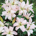 Светло-розовые цветы лилии Spring Pink крупным планом в саду, бутоны и цветение