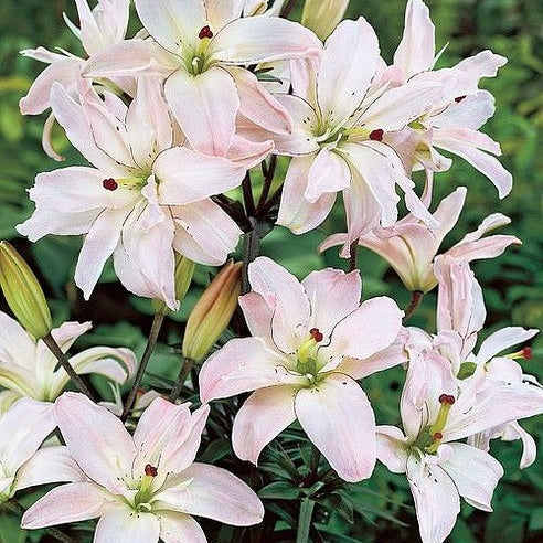 Bulbi de Crini "Spring Pink", 1 Bucata