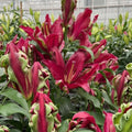 Крупные ярко-розовые цветы лилии Tropical Dragon в теплице, распустившиеся и в бутонах.