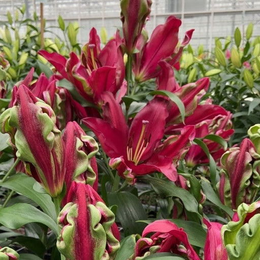 Bulbi de Crini "Tropical Dragon", 1 Bucata