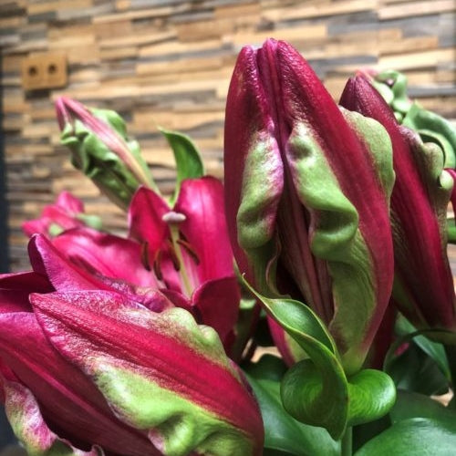 Bulbi de Crini "Tropical Dragon", 1 Bucata