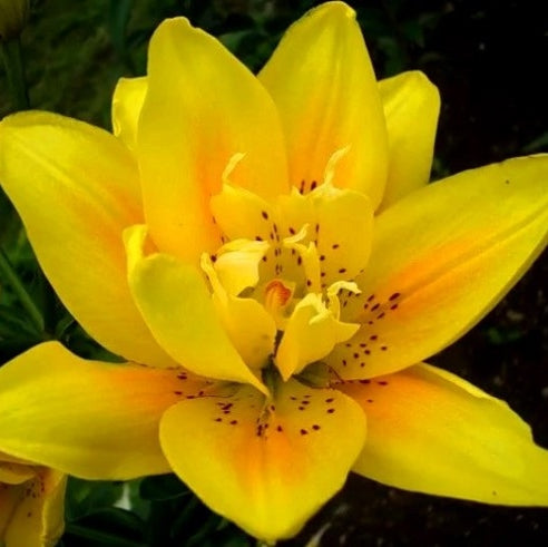 Bulbi de Crini "Yellow County", 1 Bucata