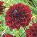 Bulbi-de-Dalia-Inalta-Arabian-Night-1-Bucata-6 - Pepiniera României