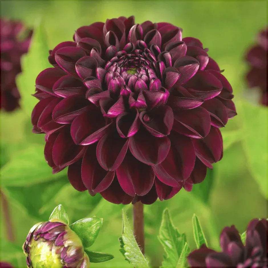 Bulbi-de-Dalia-Inalta-Dark-Spirit-1-Bucata-4 - Pepiniera României