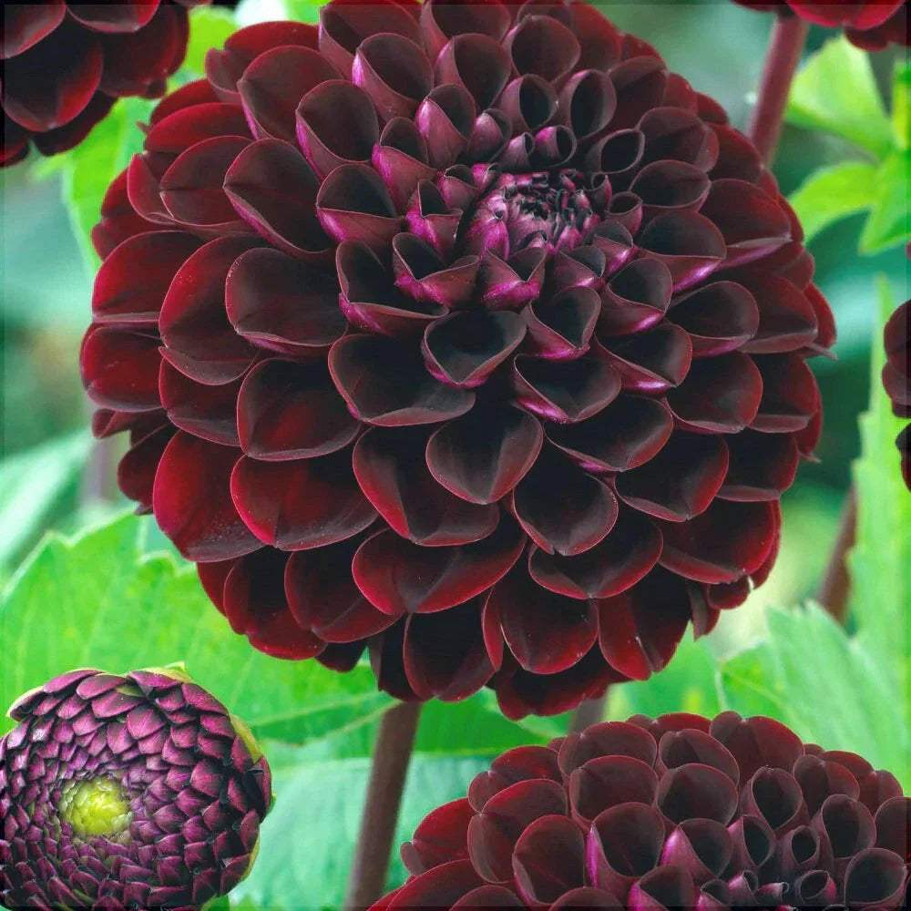 Bulbi-de-Dalia-Inalta-Dark-Spirit-1-Bucata-9 - Pepiniera României
