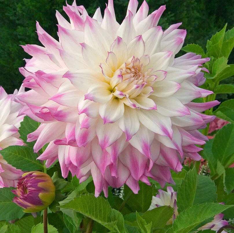 Bulbi-de-Dalia-Inalta-Ferncliff-Illusion-1-Bucata-9 - Pepiniera României