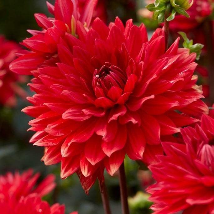 Bulbi-de-Dalia-Inalta-Garden-Wonder-1-Bucata-3 - Pepiniera României