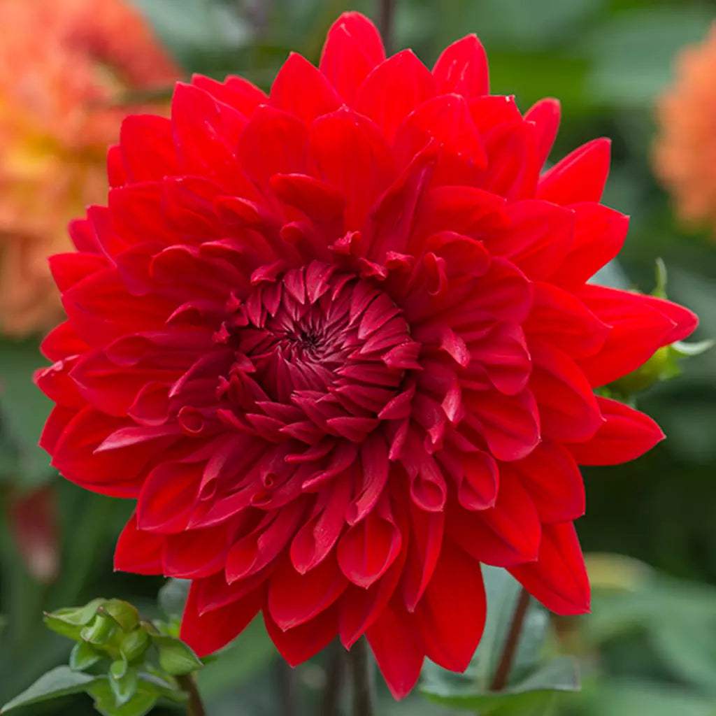 Bulbi-de-Dalia-Inalta-Garden-Wonder-1-Bucata-3 - Pepiniera României