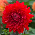 Bulbi-de-Dalia-Inalta-Garden-Wonder-1-Bucata-3 - Pepiniera României