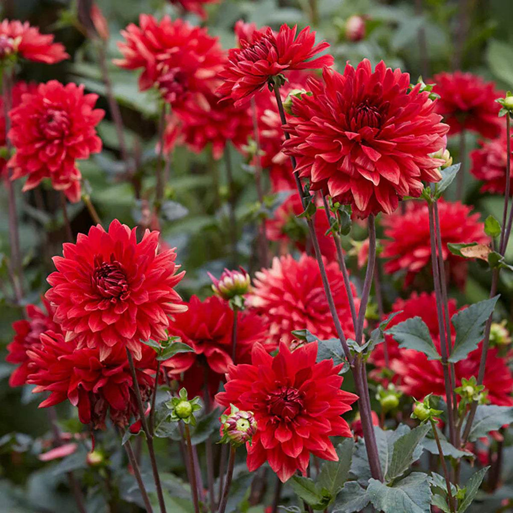 Bulbi-de-Dalia-Inalta-Garden-Wonder-1-Bucata-6 - Pepiniera României