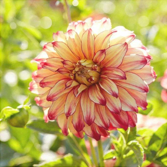 Bulbi-de-Dalia-Inalta-Lady-Darlen-1-Bucata-3 - Pepiniera României