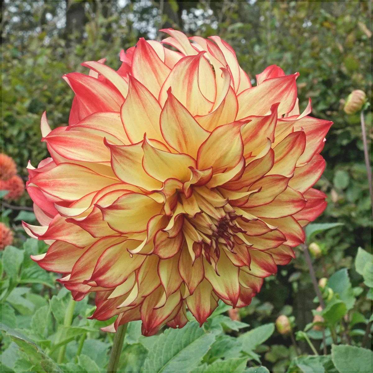 Bulbi-de-Dalia-Inalta-Lady-Darlen-1-Bucata-4 - Pepiniera României