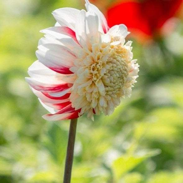 Bulbi-de-Dalia-Pitica-Bon-Odori-1-Bucata-8 - Pepiniera României