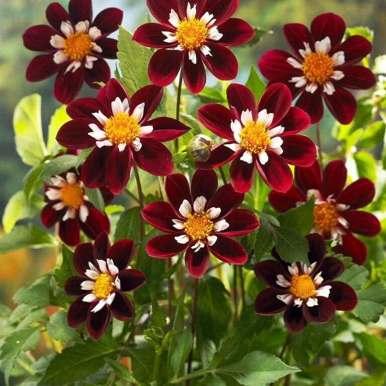Bulbi-de-Dalia-Pitica-Mary-Eveline-1-Bucata-2 - Pepiniera României