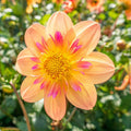Bulbi-de-Dalie-Pitica-Kelsey-Annie-Joy-1-Bucata-4 - Pepiniera României