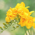 Жёлтые махровые фрезии с бутонами, крупный план на светлом фоне
