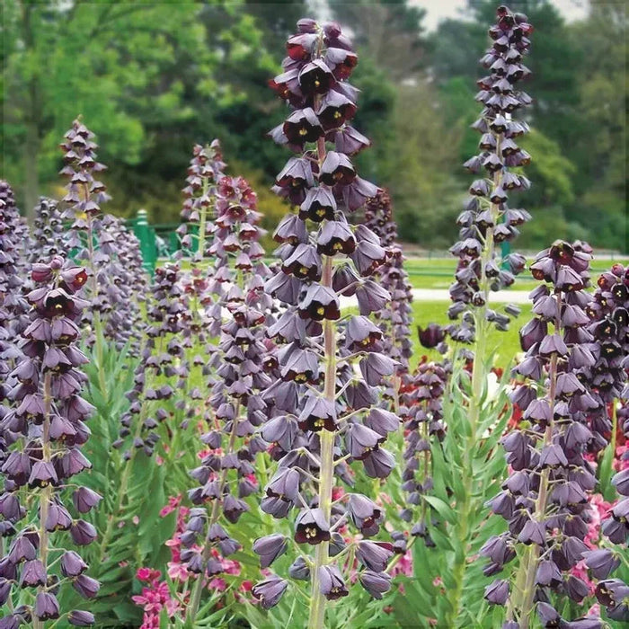 Bulbi de Fritillaria "Persica Adiyaman", 1 Bucata