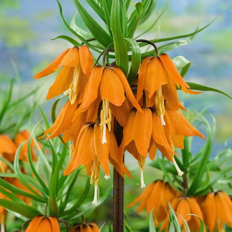 Bulbi de Fritillaria "Prolifera Imperialis", 1 Bucata