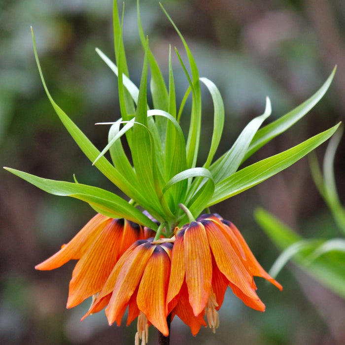 Bulbi de Fritillaria "Prolifera Imperialis", 1 Bucata