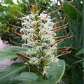 Белый цветок Гимбиря Hedychium Coccineum Aurantiacum на фоне зелёных листьев, экзотическое растение для сада.