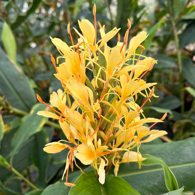 Жёлтый цветок Hedychium coccineum aurantiacum среди зелёных листьев, крупный план