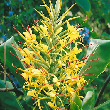 Bulbi de Ghimbir "Hedychium Coccineum Aurantiacum", Gardnerianum Galben, 1 Bucata
